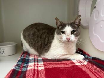 Domestic Short Hair Cats Available for Adoption in Mckinleyville, California - SHAMU | PetCurious