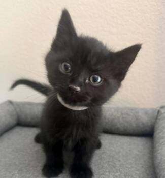 Alfredo -  Domestic Short Hair Cat for Adoption in Golden, Colorado - Alfredo | PetCurious