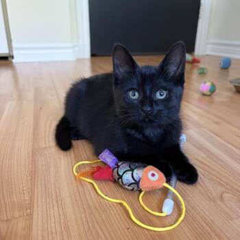 Aero -  Domestic Short Hair Cat for Adoption in Ottawa, Ontario - Aero | PetCurious