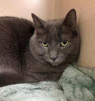 Moth -  Domestic Medium Hair Cat for Adoption in Pottsville, Pennsylvania - Moth | PetCurious