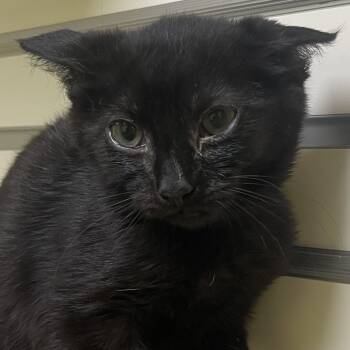 Hashbrown -  Domestic Short Hair Cat for Adoption in New Philadelphia, Ohio - Hashbrown | PetCurious