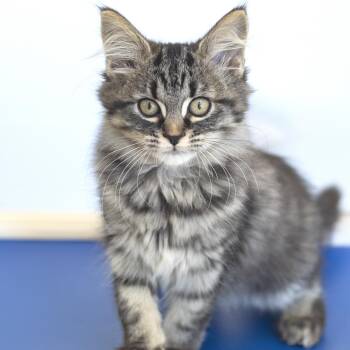 Wednesday -  Domestic Medium Hair Cat for Adoption in Pontiac, Michigan - Wednesday | PetCurious