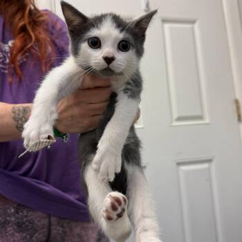 Ash -  Domestic Short Hair Cat for Adoption in Trenton, New Jersey - Ash | PetCurious