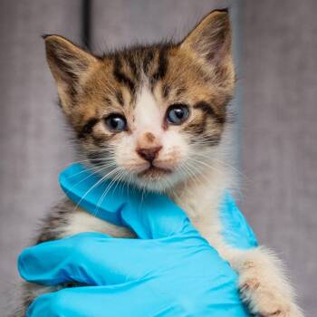 Domestic Short Hair Cats Available for Adoption - Beanie Baby | PetCurious