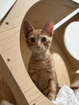 John John -  Domestic Short Hair and Tabby Cat for Adoption in Dallas, Texas - John John | PetCurious
