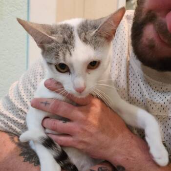 Jane -  Domestic Short Hair Cat for Adoption in Elverta, California - Jane | PetCurious