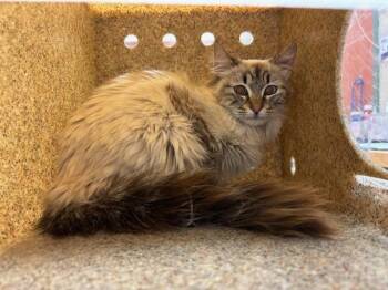 Siamese Cats Available for Adoption - VALENZUELA 1 | PetCurious