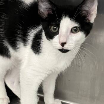 Cowboy -  Domestic Short Hair Cat for Adoption in Calverton, New York - Cowboy | PetCurious