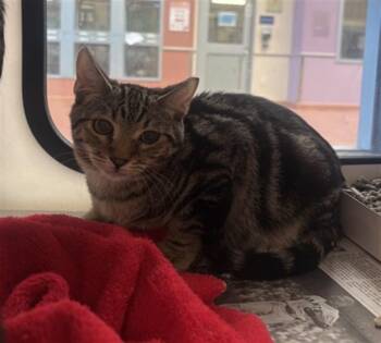 LEO -  Domestic Short Hair Cat for Adoption in San Jose, California - LEO | PetCurious