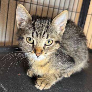 Tinkerbelle -  Domestic Short Hair Cat for Adoption in Saginaw, Michigan - Tinkerbelle | PetCurious