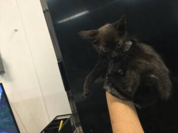 Domestic Short Hair Cats Available for Adoption in Thousand Palms, California - A1917895 | PetCurious