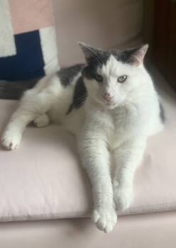 Rescue Domestic Short Hair Cats for Adoption in Montreal, Quebec - Boji (Gaston/Chaton) | PetCurious