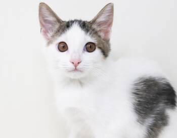 Vegas is going to be your biggest win ever - OLD ENOUGH TO GO SO -  Turkish Van and Ragdoll Cat for Adoption in Bedford Hills, New York - Vegas Is Going To Be Your Biggest Win Ever - OLD ENOUGH TO GO SO | PetCurious