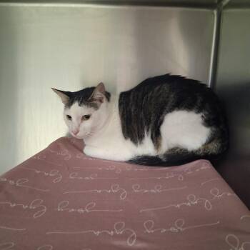 Yahtzee-C -  Domestic Short Hair Cat for Adoption in East St. Louis, Illinois - Yahtzee-C | PetCurious