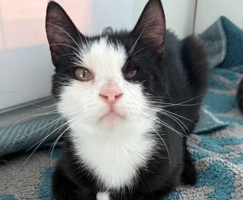 Rescue Domestic Short Hair Cats for Adoption in Sultan, Washington - Dinah | PetCurious