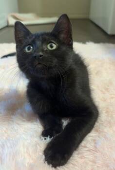 Rescue Domestic Short Hair Cats for Adoption in Warr Acres, Oklahoma - Batman | PetCurious