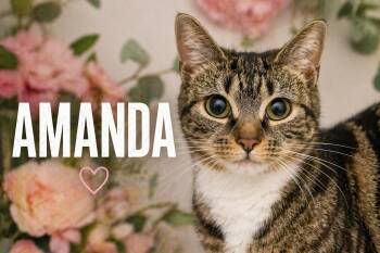 Tabby and Tuxedo Cats Available for Adoption in Greenville, Delaware - Amanda (FCID# 04/20/2026 - 88 Trainer) | PetCurious