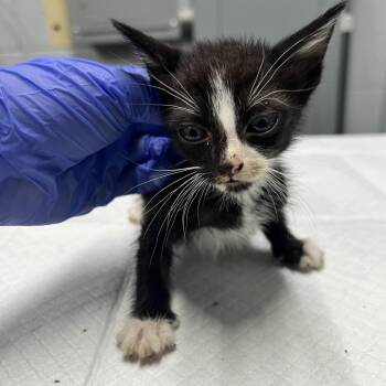 Map -  Domestic Short Hair Cat for Adoption in Summerville, South Carolina - Map | PetCurious