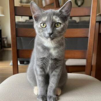 Nana -  Domestic Short Hair Cat for Adoption in Blair, Wisconsin - Nana | PetCurious