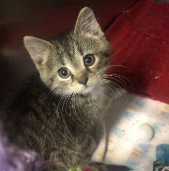 Domestic Short Hair Cats Available for Adoption in Parma, Ohio - Louise | PetCurious