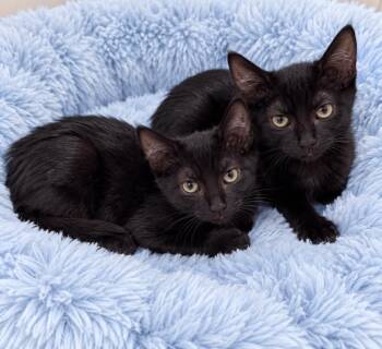 Flora -  Domestic Short Hair Cat for Adoption in San Diego, California - Flora | PetCurious