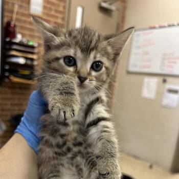 Jolene -  Domestic Short Hair Cat for Adoption in Birmingham, Alabama - Jolene | PetCurious
