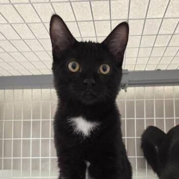 Scully -  Domestic Short Hair Cat for Adoption in Oshkosh, Wisconsin - Scully | PetCurious