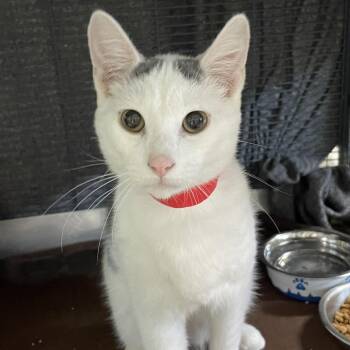 Odysseus -  Domestic Short Hair Cat for Adoption in Madison, Wisconsin - Odysseus | PetCurious