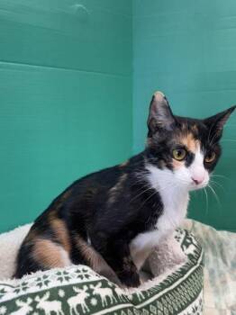 Rainbow -  Domestic Short Hair Cat for Adoption in Houston, Texas - Rainbow | PetCurious