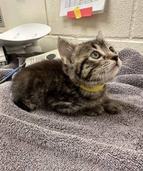Liza -  Domestic Short Hair Cat for Adoption in Santa Rosa, California - Liza | PetCurious