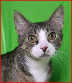 MeowMeow -  Domestic Short Hair Cat for Adoption in Cumberland, Maine - MeowMeow | PetCurious