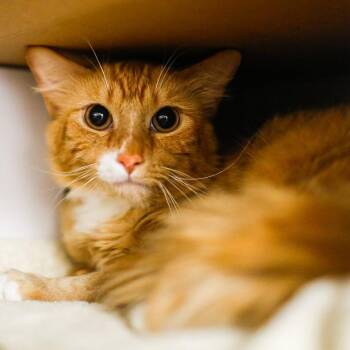 Domestic Short Hair Cats Available for Adoption in Dover, New Hampshire - Chip | PetCurious