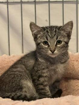 Delilah -  Domestic Short Hair Cat for Adoption in Mesa, Arizona - Delilah | PetCurious