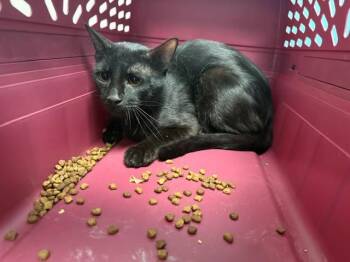 PANTHRO* -  Domestic Short Hair Cat for Adoption in Rowlett, Texas - PANTHRO* | PetCurious