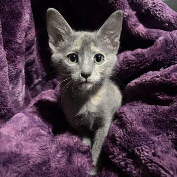 Macaroon -  Dilute Tortoiseshell Cat for Adoption in Bentonville, Arkansas - Macaroon | PetCurious