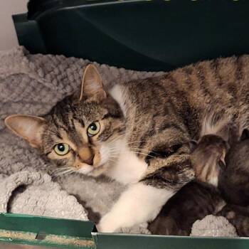 Rescue Domestic Short Hair Cats for Adoption in Woodstock, Ontario - Eloise | PetCurious