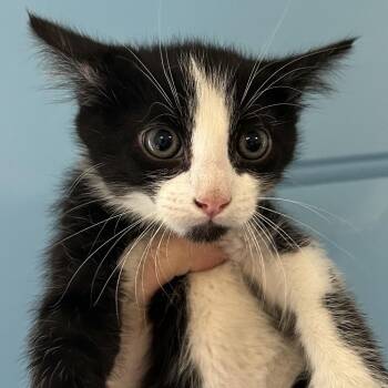 Bonzo -  Domestic Short Hair Cat for Adoption in Denver, Colorado - Bonzo | PetCurious
