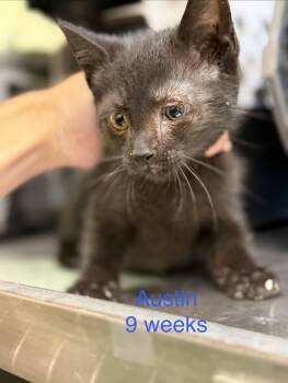 Austin -  Domestic Short Hair Cat for Adoption in Fayetteville, West Virginia - Austin | PetCurious