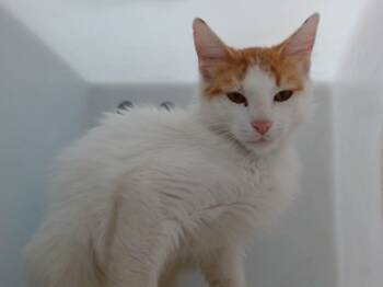 Rescue Domestic Short Hair Cats for Adoption in Albuquerque, New Mexico - RAVEN | PetCurious