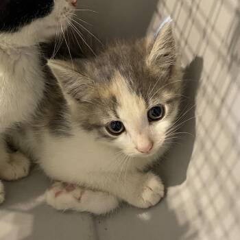 Anni-Frid -  Domestic Short Hair Cat for Adoption in Lynchburg, Virginia - Anni-Frid | PetCurious