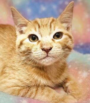 Beau - Rancho Cucamonga PetSmart -  Domestic Short Hair Cat for Adoption in Yorba Linda, California - Beau - Rancho Cucamonga PetSmart | PetCurious