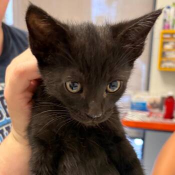 Vader -  Domestic Short Hair Cat for Adoption in Nashville, Tennessee - Vader | PetCurious