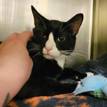 Domestic Short Hair Cats Available for Adoption in Columbia, Missouri - Chowder | PetCurious