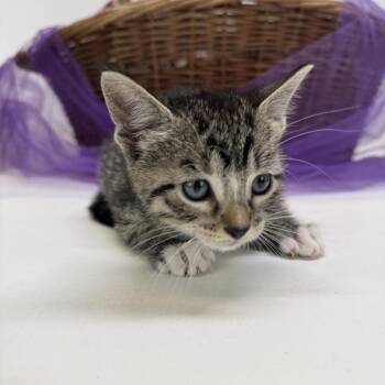 Gumdrop-C -  Domestic Short Hair Cat for Adoption in East St. Louis, Illinois - Gumdrop-C | PetCurious