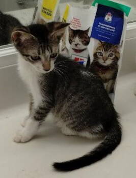 Rescue Domestic Short Hair Cats for Adoption in Oakland Park, Florida - Tobby - Center | PetCurious