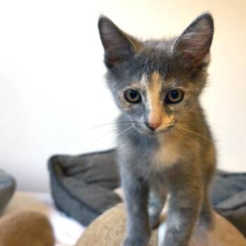 Diana (C000-209) - City of Industry Location -  Domestic Medium Hair Cat for Adoption in Chino Hills, California - Diana (C000-209) - City Of Industry Location | PetCurious