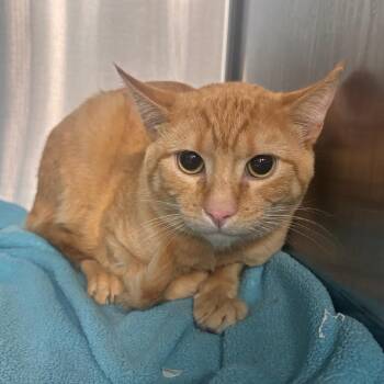 Domestic Short Hair Cats Available for Adoption - Zeppelin | PetCurious