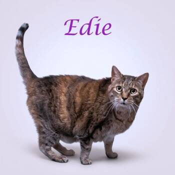 Domestic Short Hair Cats Available for Adoption in Lebanon, Tennessee - Edie C26-097 | PetCurious