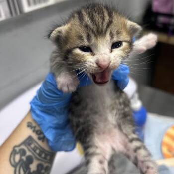 Cab -  Domestic Short Hair Cat for Adoption in Summerville, South Carolina - Cab | PetCurious