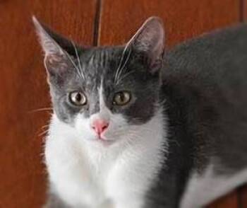 Jack -  Domestic Short Hair Cat for Adoption in Ocean Springs, Mississippi - Jack | PetCurious